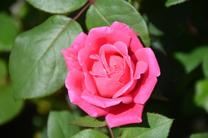 Pink Double Knock Out Rose (Rosa 'Radtkopink') at Vandermeer Nursery