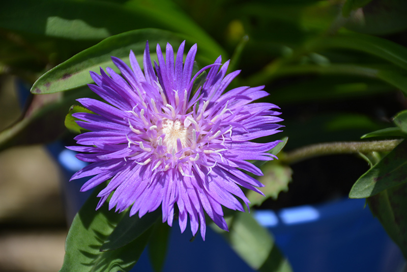 Honeysong Purple Aster (Stokesia laevis 'Honeysong Purple') at Vandermeer Nursery