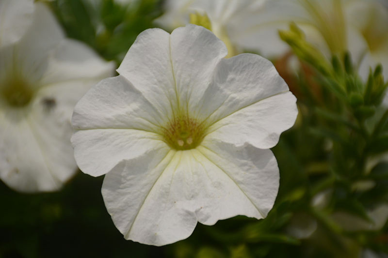 Perfectunia White Petunia (Petunia 'Perfectunia White') at Vandermeer Nursery