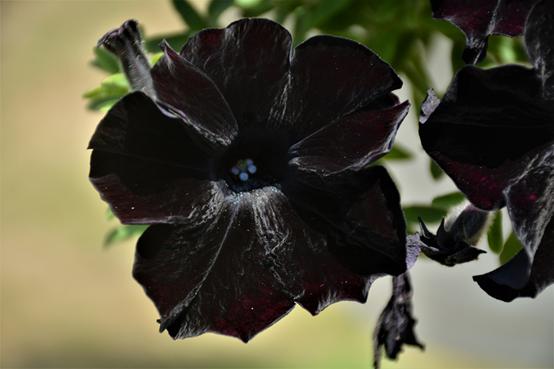 Crazytunia Black Mamba Petunia (Petunia 'Crazytunia Black Mamba') at Vandermeer Nursery