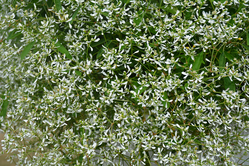 Diamond Frost Euphorbia (Euphorbia 'INNEUPHDIA') at Vandermeer Nursery