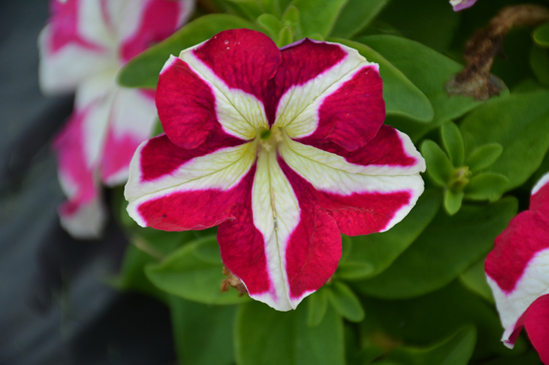 Success! HD Rose Star Petunia (Petunia 'Success! HD Rose Star') at Vandermeer Nursery