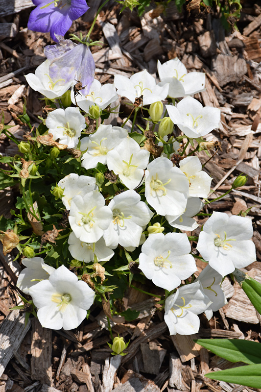 Pristar White Bellflower (Campanula carpatica 'Pristar White') at Vandermeer Nursery