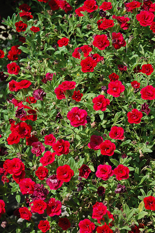 MiniFamous Double Red Calibrachoa (Calibrachoa 'MiniFamous Double Red') at Vandermeer Nursery