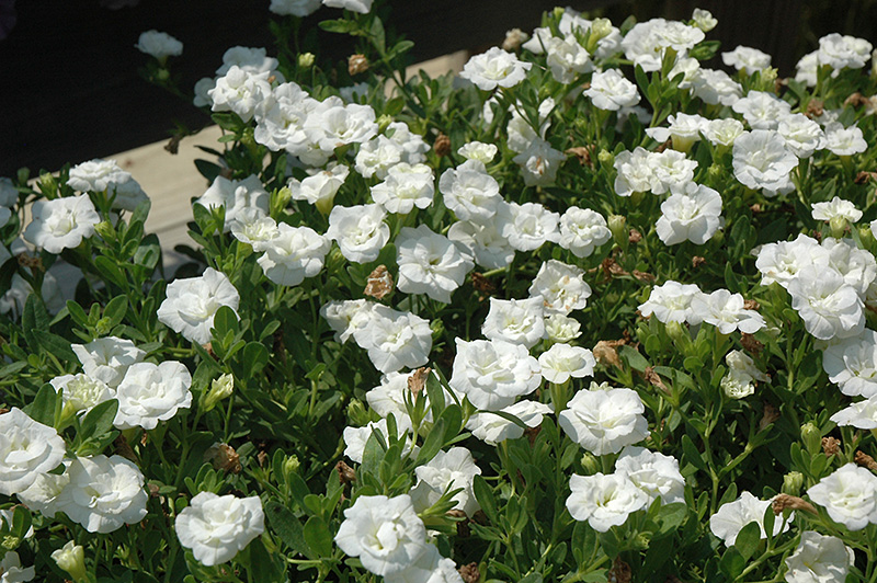 MiniFamous Double White Calibrachoa (Calibrachoa 'MiniFamous Double White') at Vandermeer Nursery