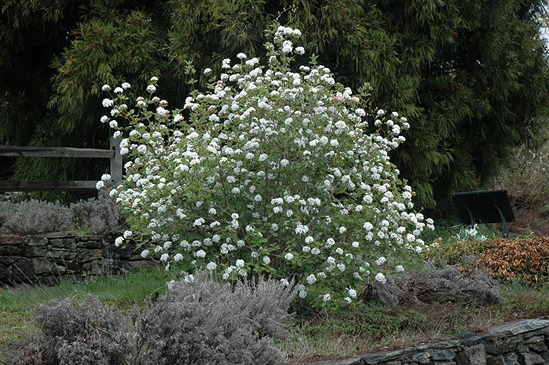 Koreanspice Viburnum (Viburnum carlesii) at Vandermeer Nursery