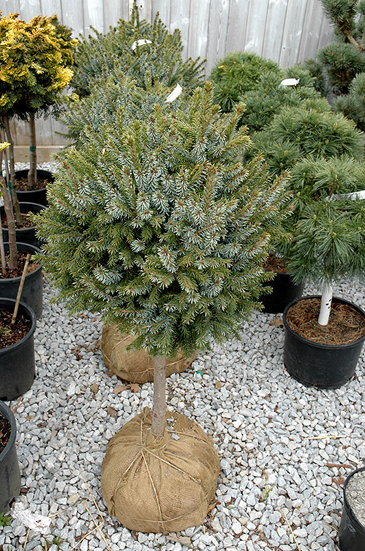 Dwarf Serbian Spruce (tree form) (Picea omorika 'Nana (tree form)') at Vandermeer Nursery