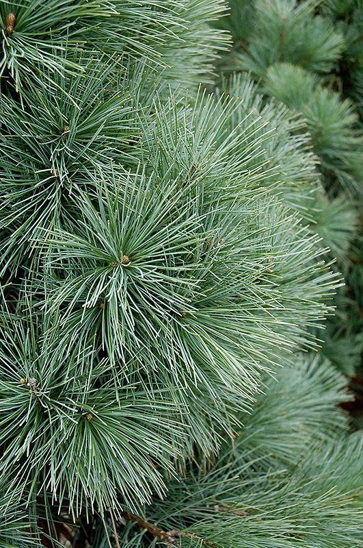 Domingo Limber Pine (Pinus flexilis 'Domingo') at Vandermeer Nursery