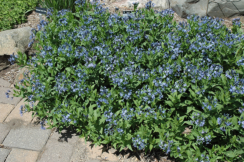 Blue Ice Star Flower (Amsonia tabernaemontana 'Blue Ice') at Vandermeer Nursery