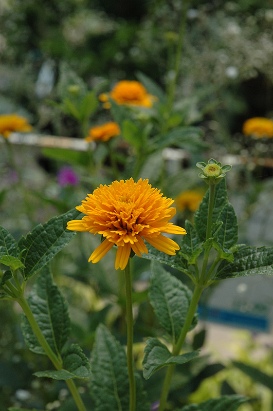 Asahi Sunflower (Heliopsis helianthoides 'Asahi') at Vandermeer Nursery