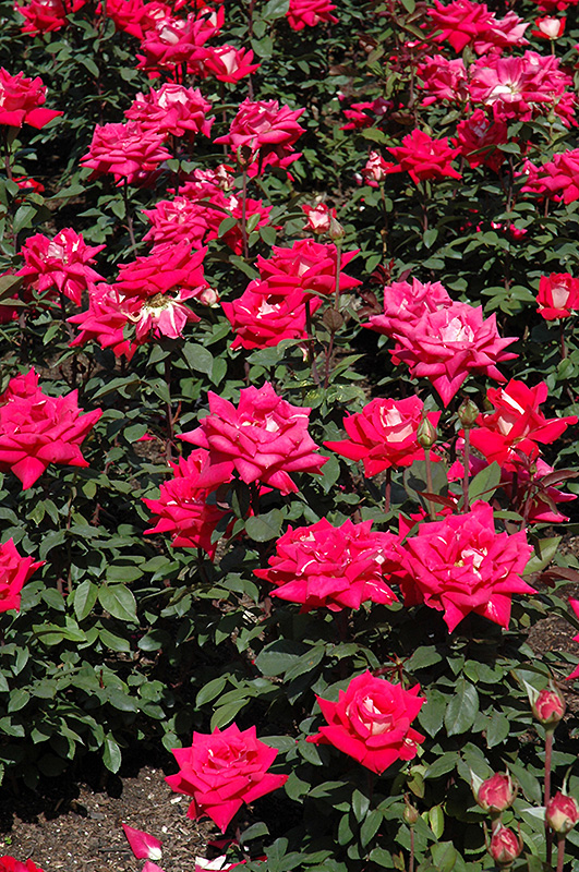Love Rose (Rosa 'Love') at Vandermeer Nursery