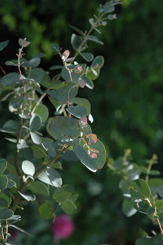 Silver Drop Cider Gum (Eucalyptus gunnii 'Silver Drop') at Vandermeer Nursery