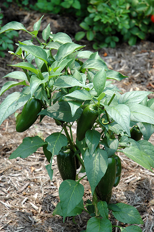 Jalapeno Pepper (Capsicum annuum 'Jalapeno') at Vandermeer Nursery