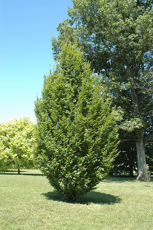 Frans Fontaine Hornbeam (Carpinus betulus 'Frans Fontaine') at Vandermeer Nursery