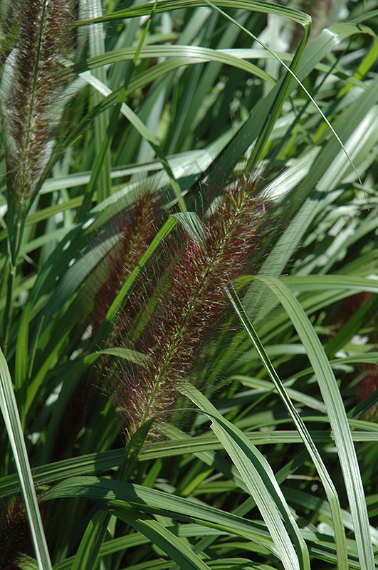 Red Head Fountain Grass (Pennisetum alopecuroides 'Red Head') at Vandermeer Nursery