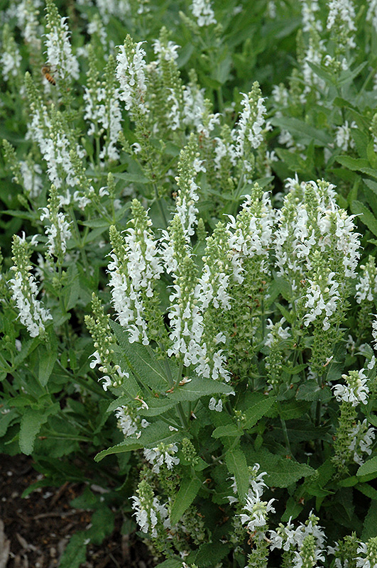 Lyrical White Meadow Sage (Salvia nemorosa 'Florsalwhite') at Vandermeer Nursery
