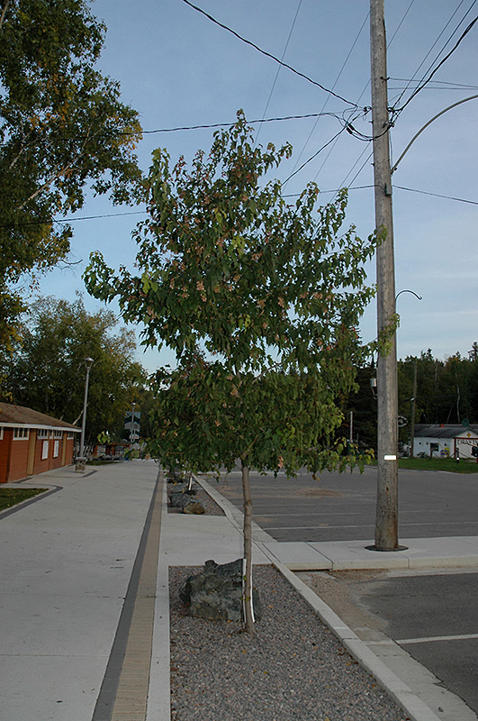Amur Maple (tree form) (Acer ginnala '(tree form)') at Vandermeer Nursery