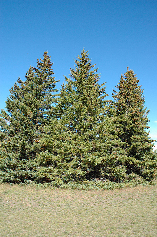 White Spruce (Picea glauca) at Vandermeer Nursery