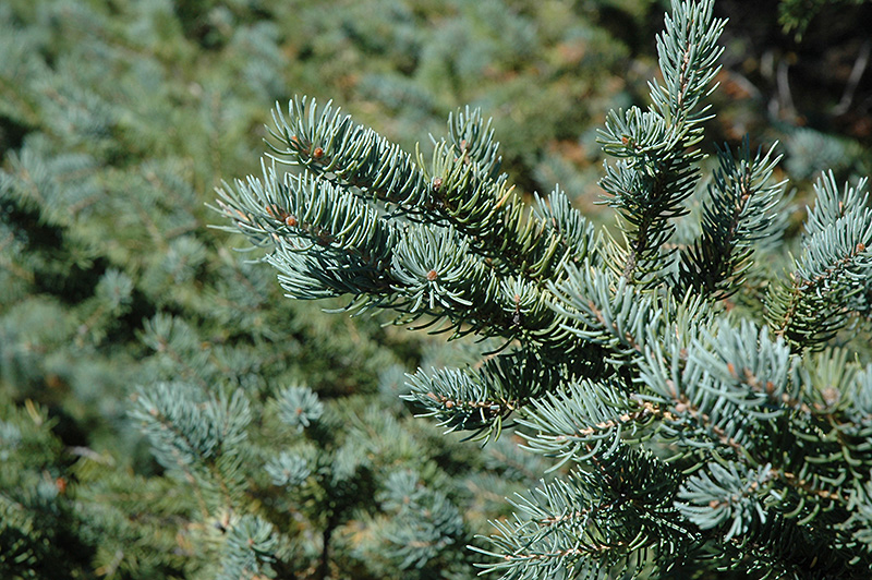 White Spruce (Picea glauca) at Vandermeer Nursery