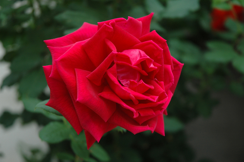 Crimson Glory Rose (Rosa 'Crimson Glory') at Vandermeer Nursery