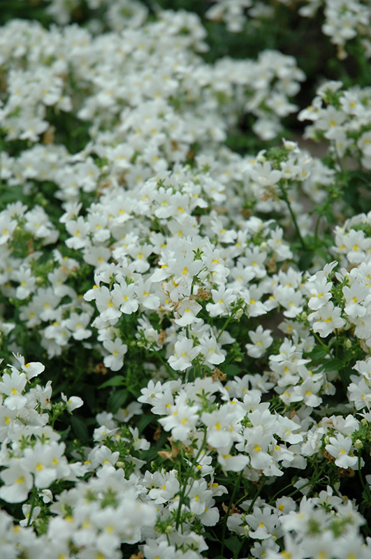 Aromatica White Nemesia (Nemesia 'Aromatica White') at Vandermeer Nursery