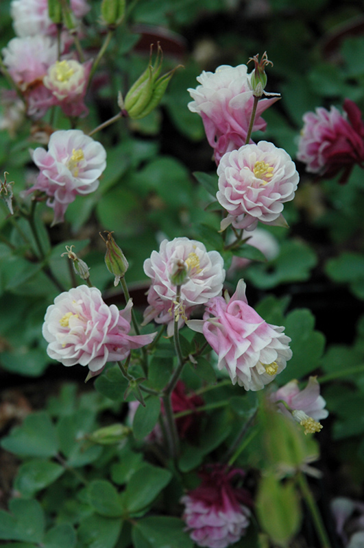 Winky Double Rose And White Columbine (Aquilegia 'Winky Double Rose And White') at Vandermeer Nursery