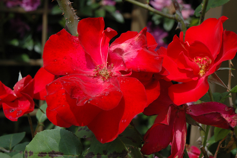 Altissimo Rose (Rosa 'Altissimo') at Vandermeer Nursery