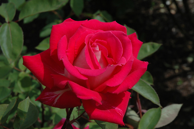 Love Rose (Rosa 'Love') at Vandermeer Nursery