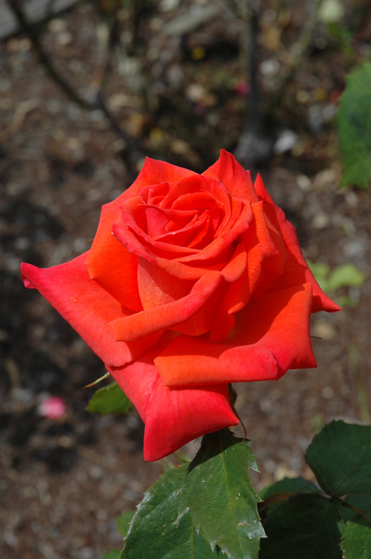 Prominent Rose (Rosa 'Prominent') at Vandermeer Nursery