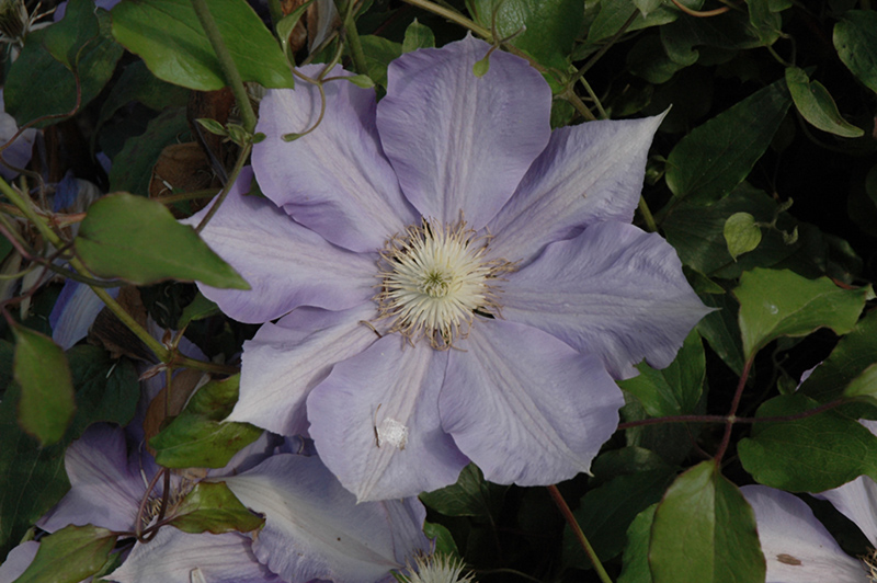 H.F. Young Clematis (Clematis 'H.F. Young') at Vandermeer Nursery