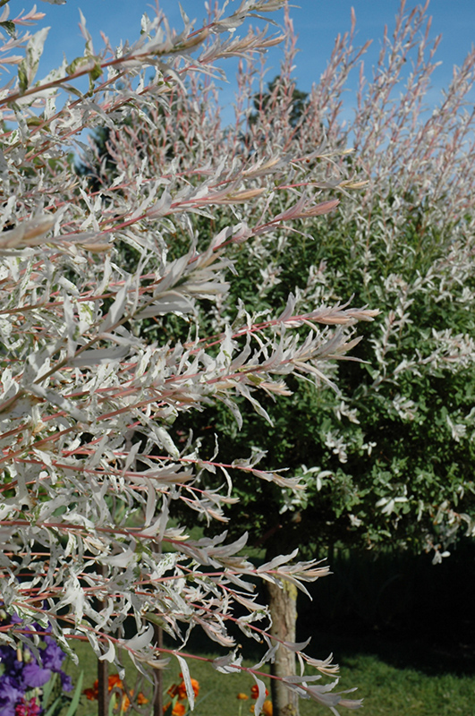 Tricolor Willow (tree form) (Salix integra 'Hakuro Nishiki (tree form)') at Vandermeer Nursery