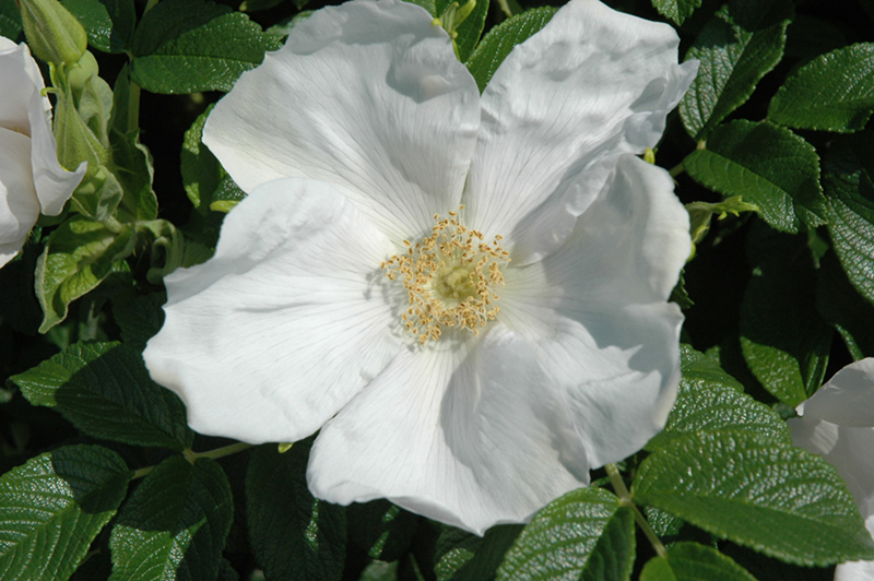 White Rugosa Rose (Rosa rugosa 'Alba') at Vandermeer Nursery