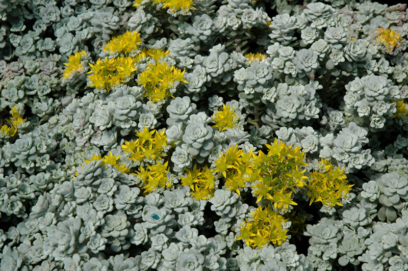 Cape Blanco Stonecrop (Sedum spathulifolium 'Cape Blanco') at Vandermeer Nursery