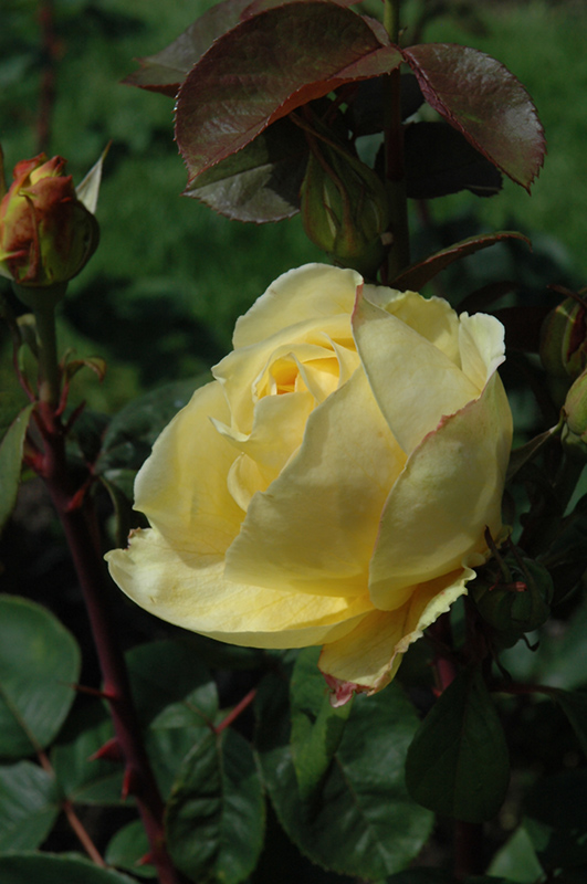 Chi-Ching Rose (Rosa 'Chi-Ching') at Vandermeer Nursery