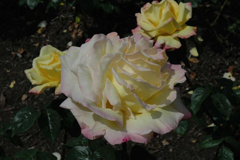 Peace Rose (Rosa 'Peace') at Vandermeer Nursery
