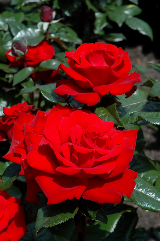 Crimson Bouquet Rose (Rosa 'Crimson Bouquet') at Vandermeer Nursery