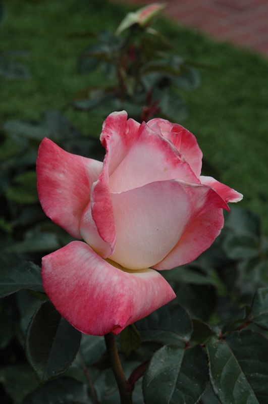 Gemini Rose (Rosa 'Gemini') at Vandermeer Nursery