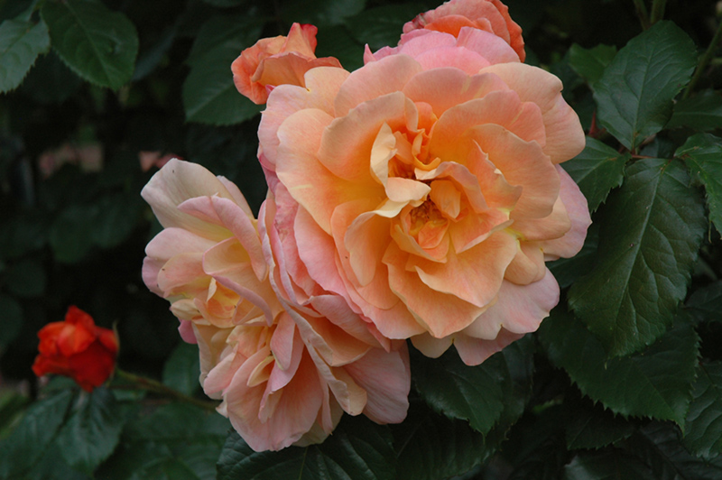 Westerland Rose (Rosa 'Westerland') at Vandermeer Nursery