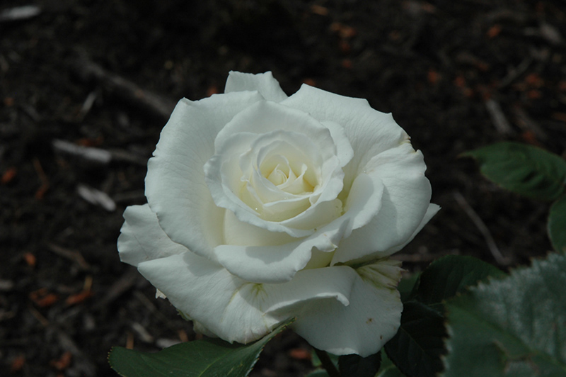 White Lightnin' Rose (Rosa 'AROwhif') at Vandermeer Nursery