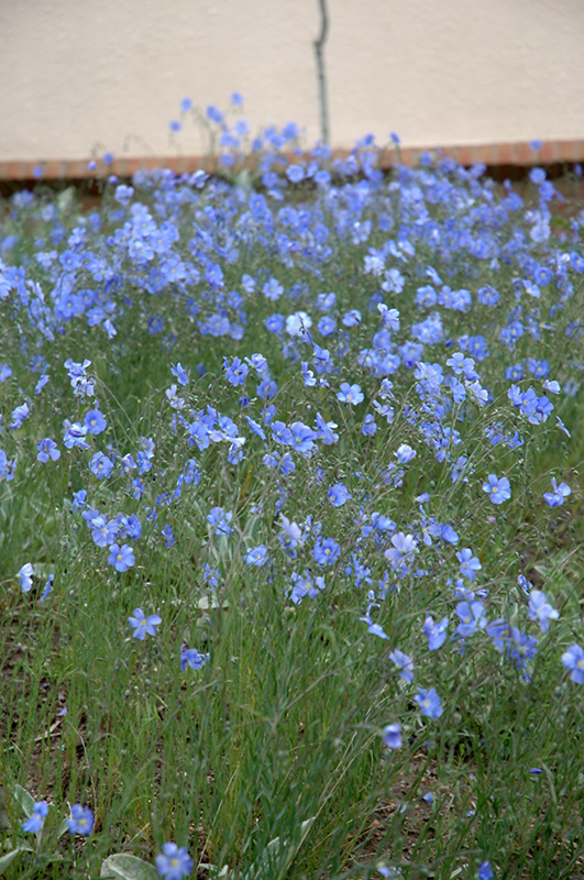 Blue Sapphire Perennial Flax (Linum perenne 'Blue Sapphire') at Vandermeer Nursery