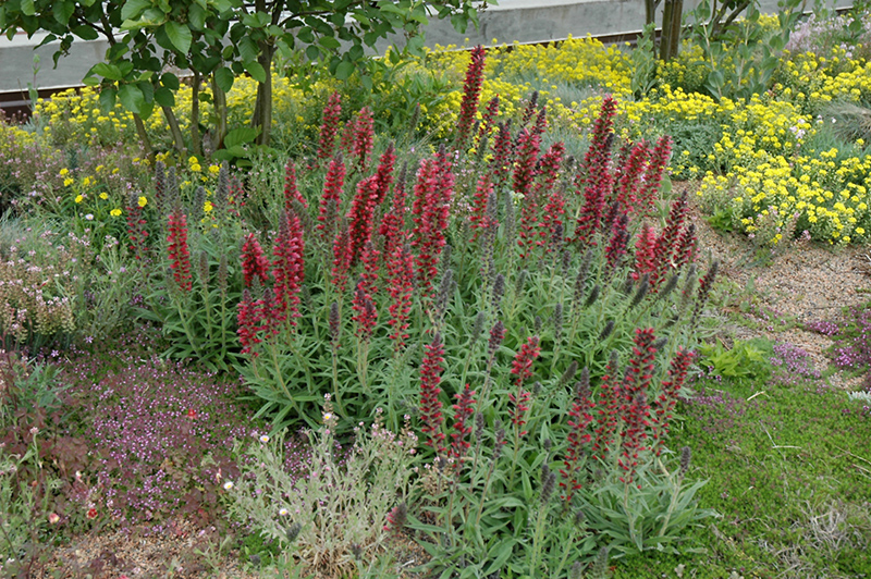 Red Feathers (Echium amoenum) at Vandermeer Nursery