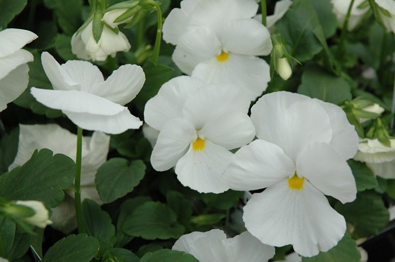 Delta Pure White Pansy (Viola x wittrockiana 'Delta Pure White') at Vandermeer Nursery