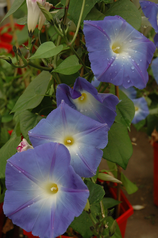 Heavenly Blue Morning Glory (Ipomoea tricolor 'Heavenly Blue') at Vandermeer Nursery