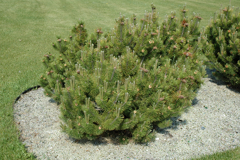 Dwarf Mugo Pine (Pinus mugo var. pumilio) at Vandermeer Nursery