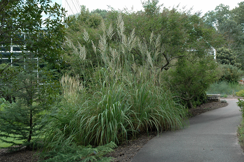 Ravenna Grass (Erianthus ravennae) at Vandermeer Nursery