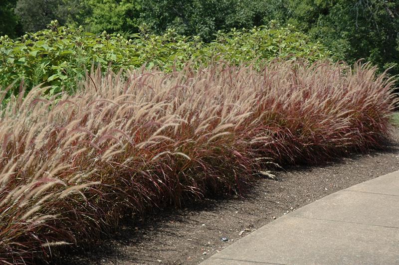 Purple Fountain Grass (Pennisetum setaceum 'Rubrum') at Vandermeer Nursery