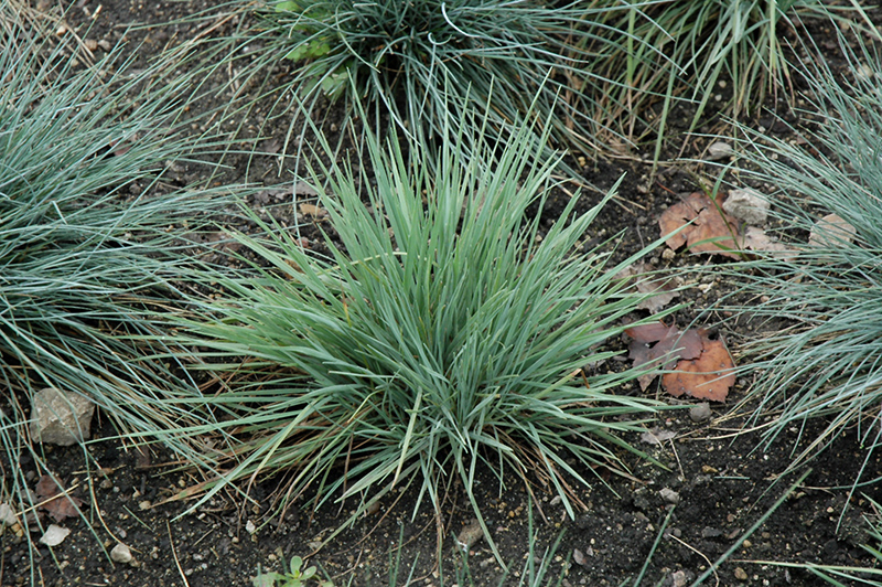 Coolio June Grass (Koeleria glauca 'Coolio') at Vandermeer Nursery