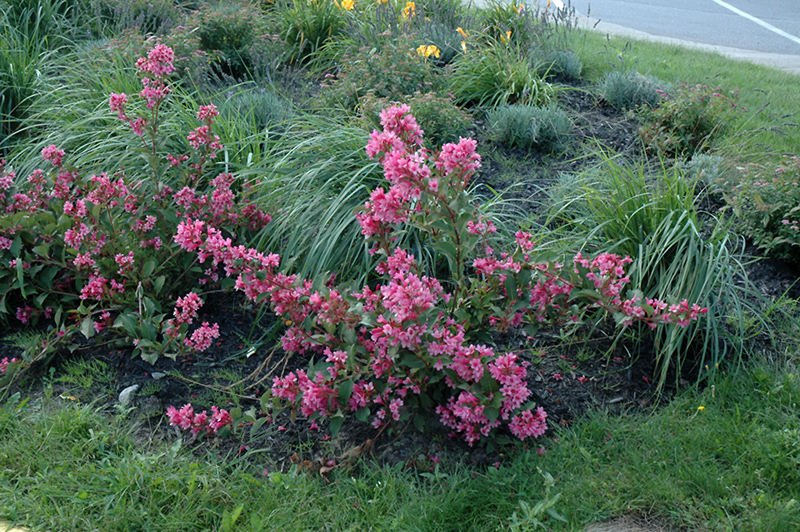 Sonic Bloom Pink Reblooming Weigela (Weigela florida 'Bokrasopin') at Vandermeer Nursery