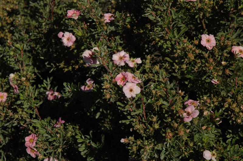 Happy Face Pink Paradise Potentilla (Potentilla fruticosa 'Kupinpa') at Vandermeer Nursery
