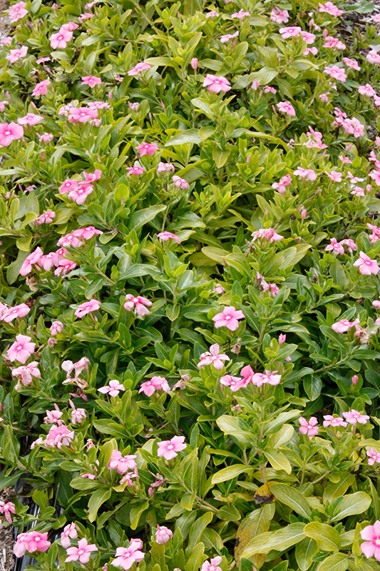 Cora Cascade Shell Pink Vinca (Catharanthus roseus 'Cora Cascade Shell Pink') at Vandermeer Nursery